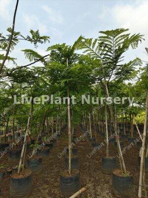 Cassia Javanica