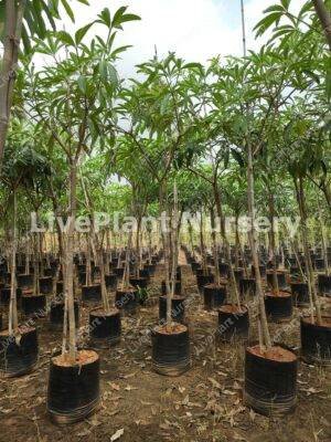Alstonia Scholaris