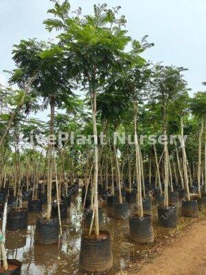 Gulmahour-Delonix Regia