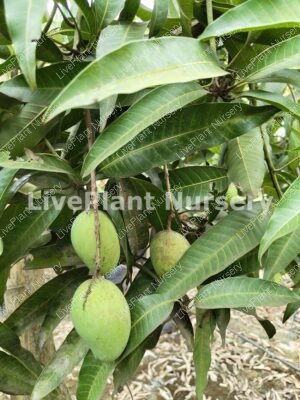 Banginapalli Mango Plant
