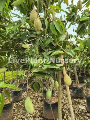 Thotapuri-Collector Mango plants