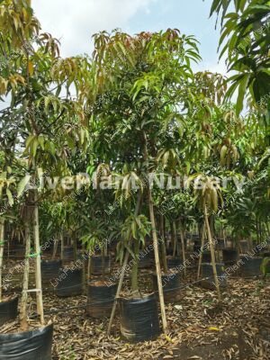 Rasalu Mango plants