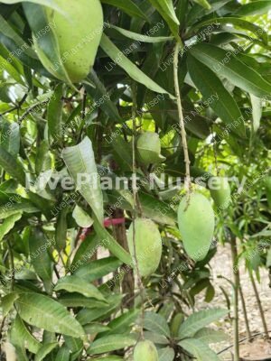 Kesar Mango plants