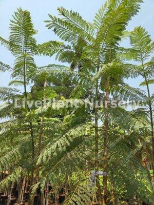 Jacaranda Mimosifolia