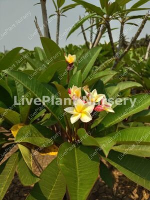 Plumeria Frangipani Yellow-Tree