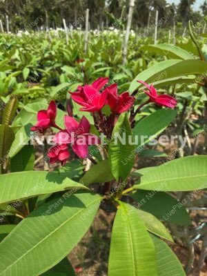 Plumeria Rubra-Red flower