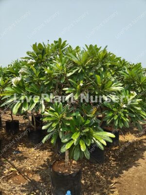 Plumeria alba