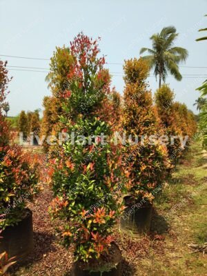 Eugenia Cone Shaped Plant