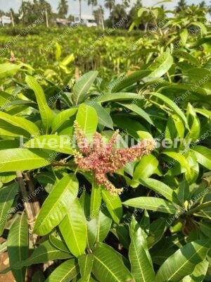 Royal Punasa Mango