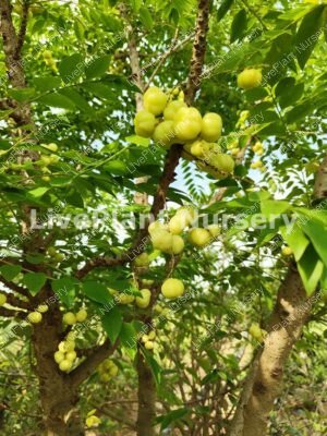 Amla-Star gooseberry (phyllantus acidus)