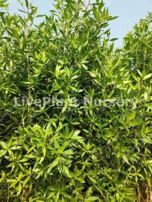 Conocorpus Plant