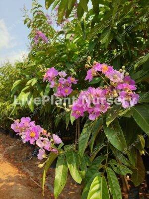 Legistroma specious