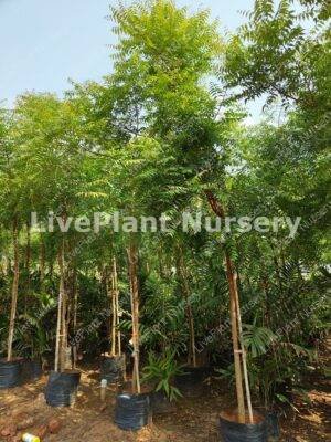 Azadirachta Indica-Neem Tree