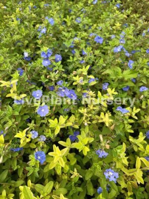Morning Glory-Plant