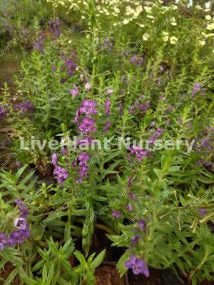 Angelonia