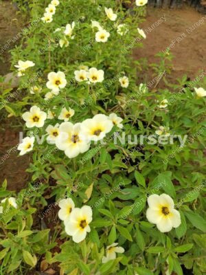 White Buttercup-Turnera Subulata