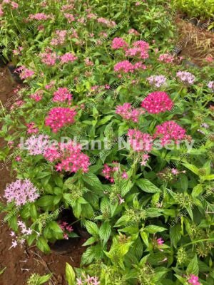 Pentas-Lanceolata