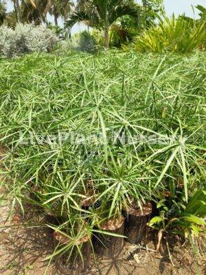 Cyperus alternifolius-Umbrella palm