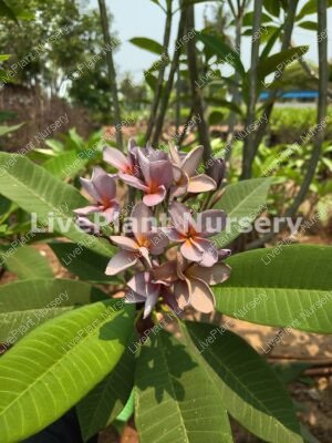 Plumeria-Purple Flower