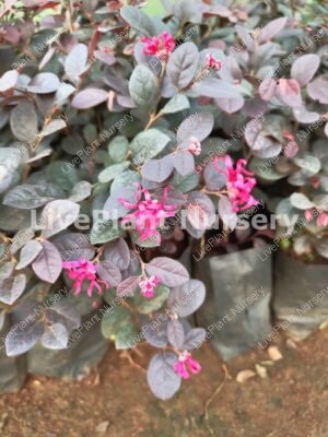 Loropetalum-Chinese fringe flower plant