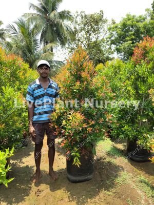 Syzygium Campanulaum-Dwarf Red Eugenia