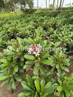 Plumeria singapore pink dwarf