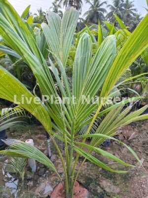 Hybrid Coconut plants