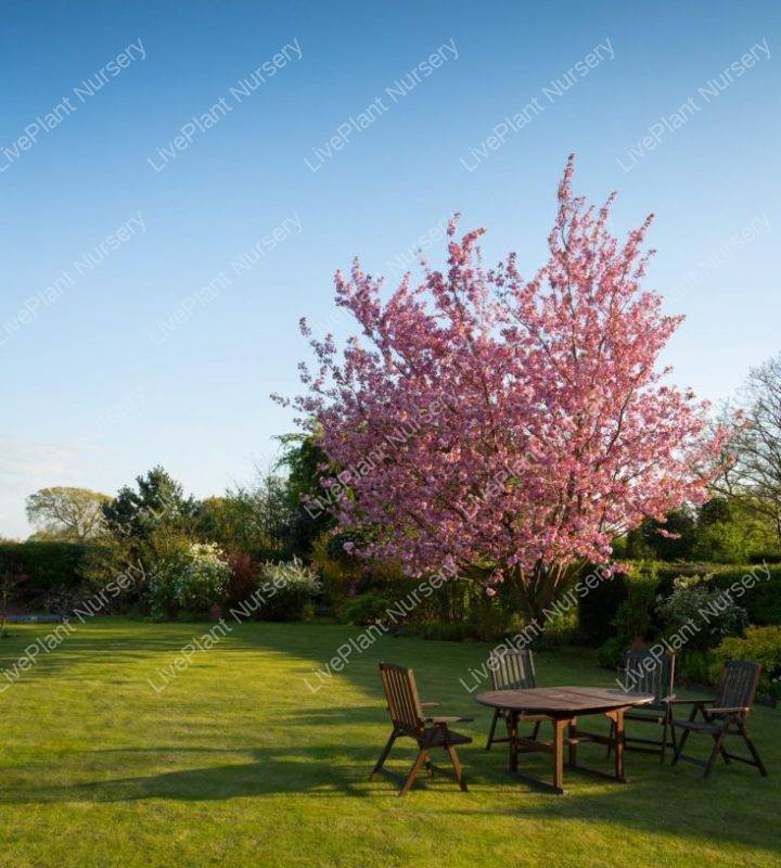 gardener lawn tree